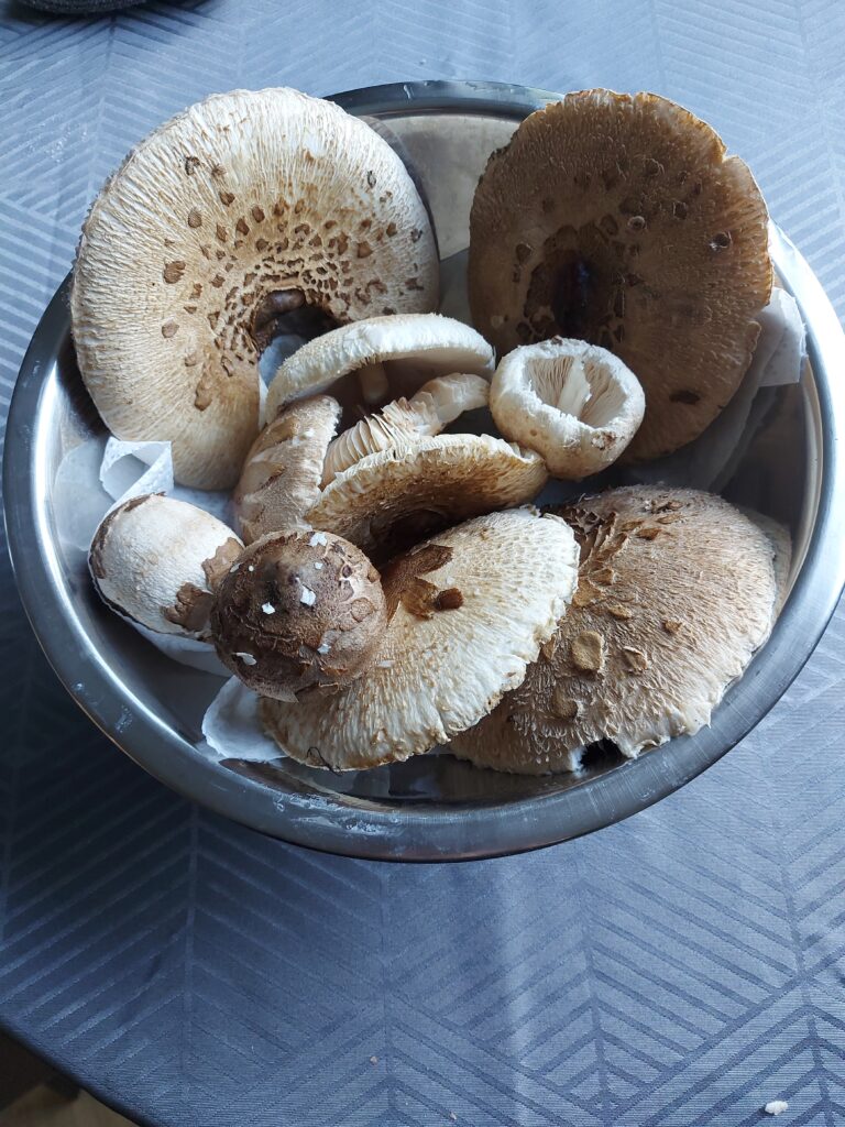 Miska wypełniona kaniami, zebranymi w pobliżu domków na wynajem w Szwarcenowie, grzyby o dużych, rozłożystych kapeluszach.