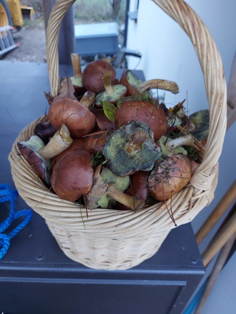 Koszyk wypełniony maślakami zebranymi w lesie w okolicach domków na wynajem w Szwarcenowie, otoczonymi liśćmi i gałązkami.