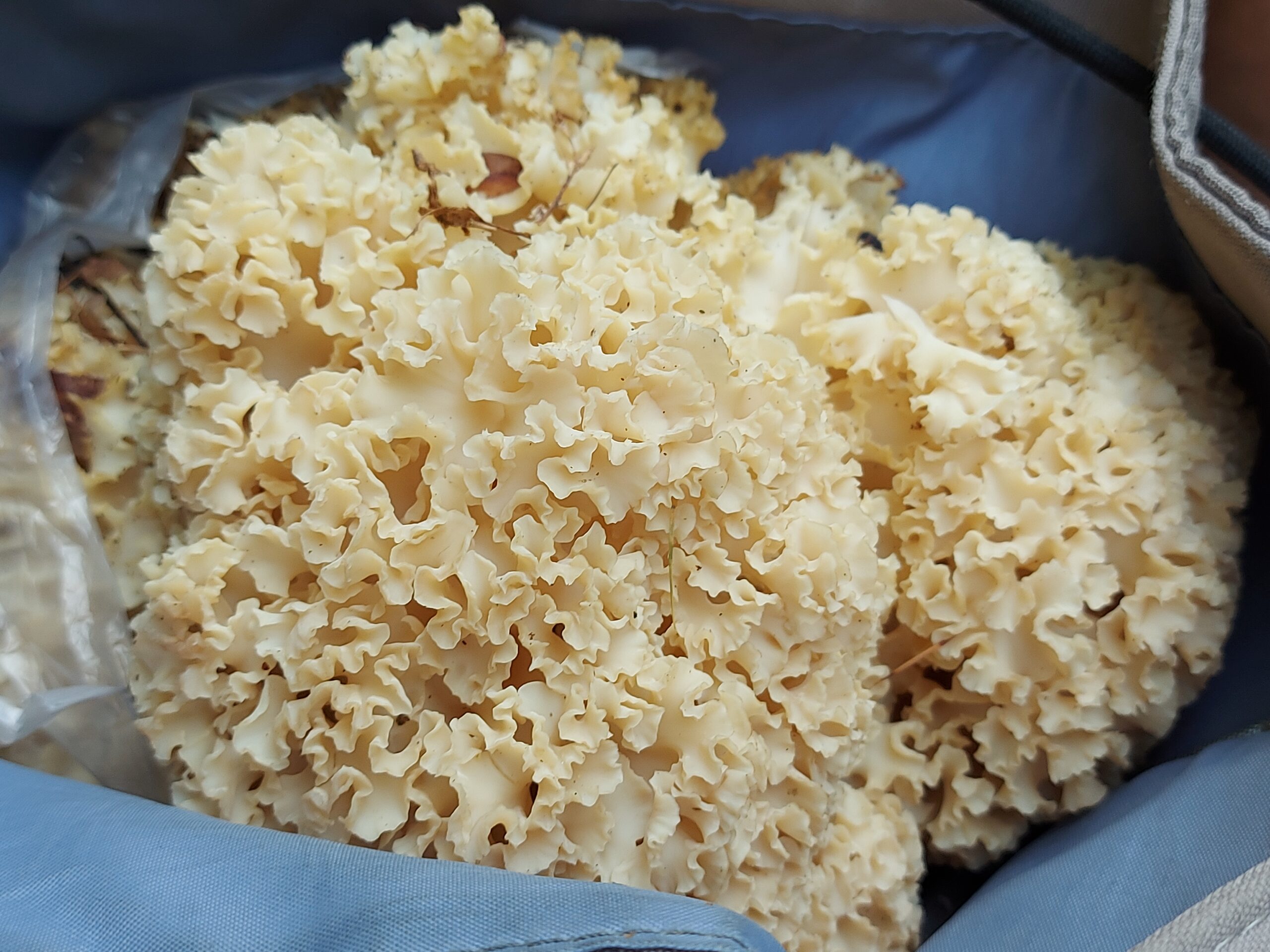 Jak na grzyby, to tylko w okolice Szwarcenowa!