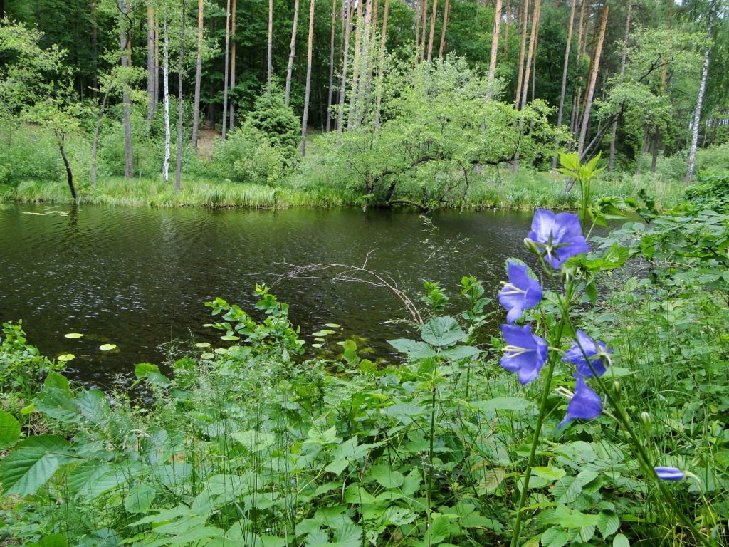 Leśne jezioro w Brodnickim Parku Krajobrazowym z roślinnością nadbrzeżną